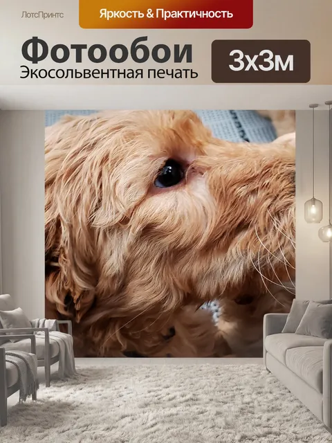 Фотообои Щенок "Золотой Дудл"