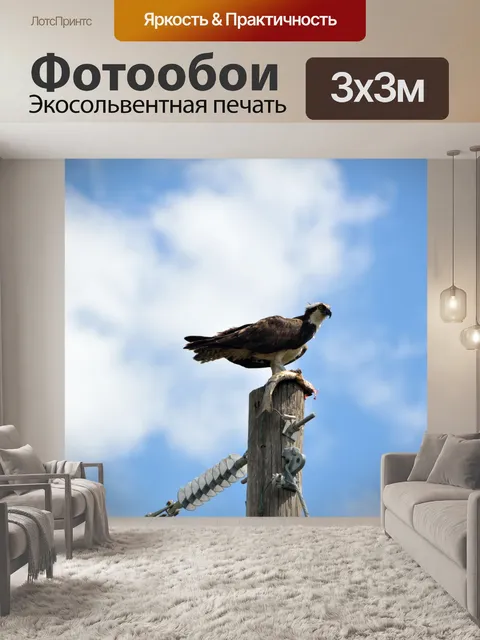 Фотообои Osprey