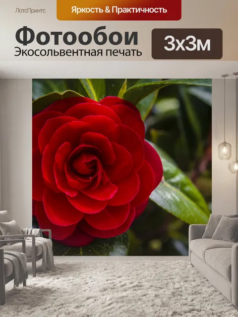Фотообои Роза
