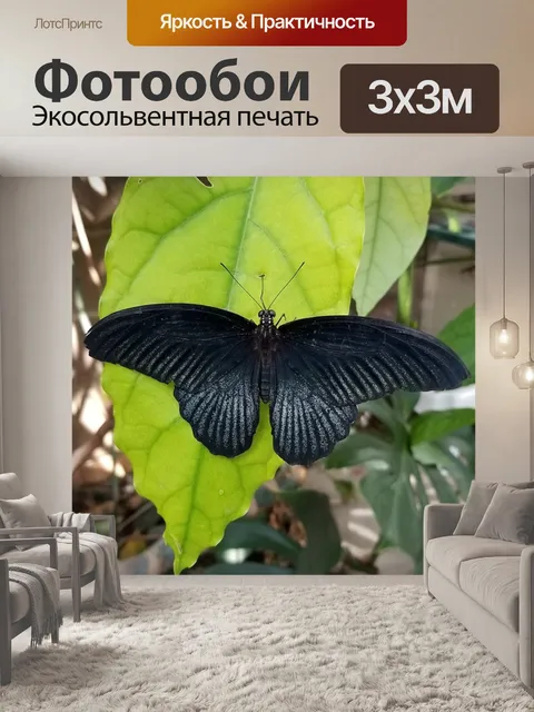 Фотообои Бабочка