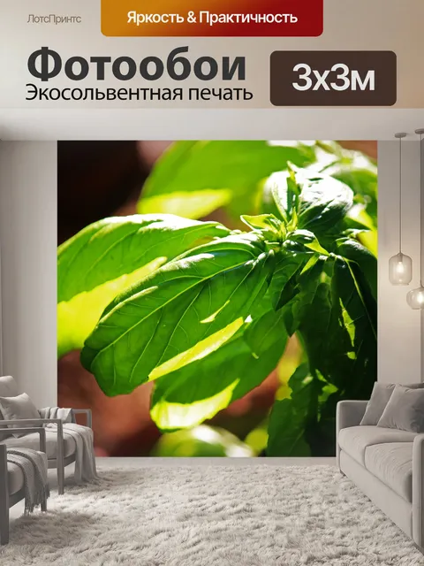 Фотообои солнечный свет на листьях базилика