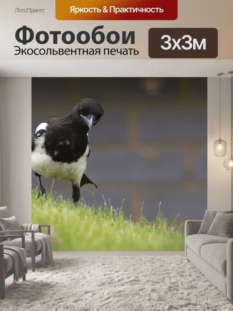 Фотообои Сорока