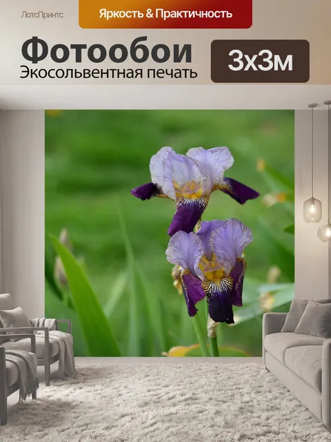 Фотообои Ирис цветок