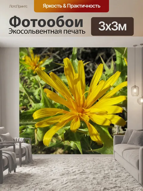 Фотообои Одуванчик