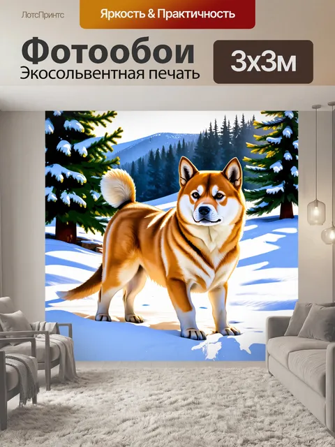 Фотообои сиба ину, изучающая снежный пейзаж зимой, с еловыми деревьями на фоне