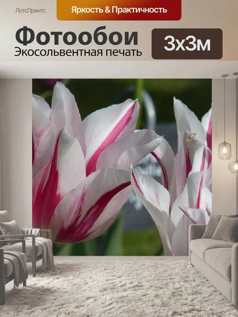 Фотообои Тюльпан
