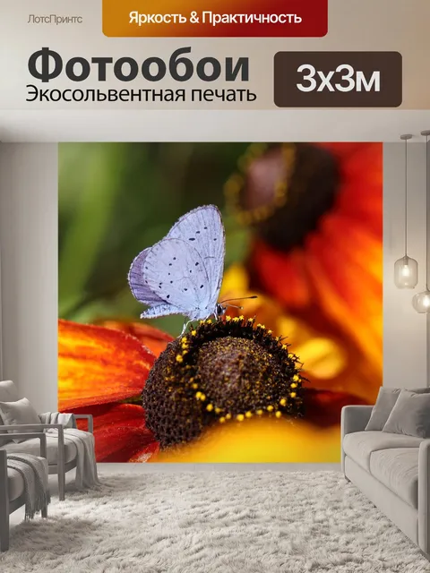 Фотообои Бабочка