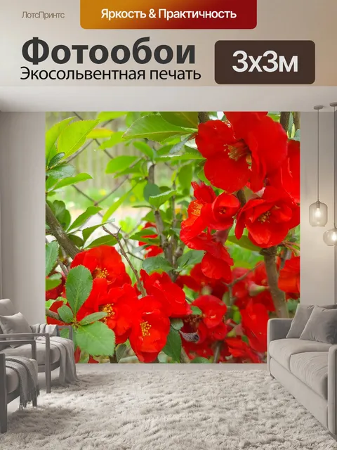 Фотообои Цветущая айва