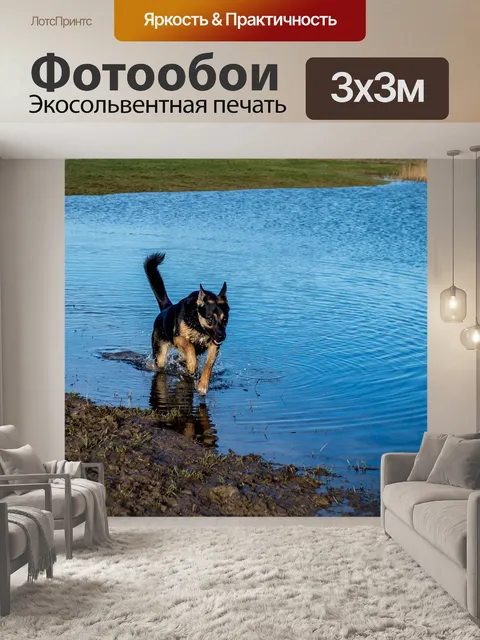 Фотообои Собака