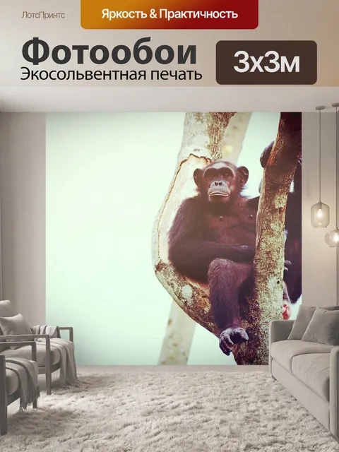 Фотообои Обезьяна шимпанзе в открытом зоопарке