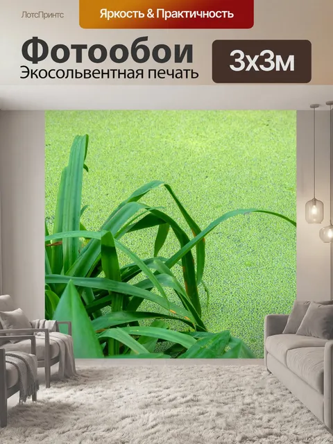 Фотообои Зеленая трава и водоросли