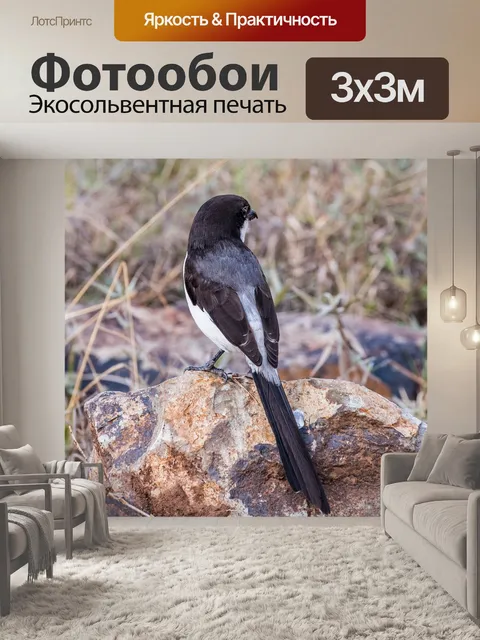Фотообои Птица