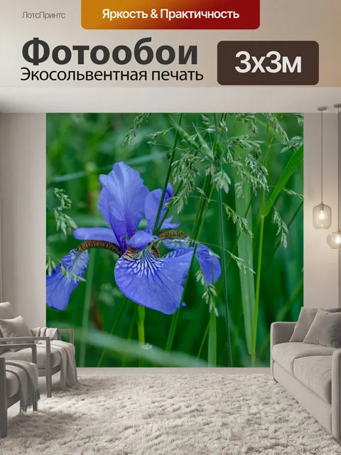 Фотообои Цветок ириса