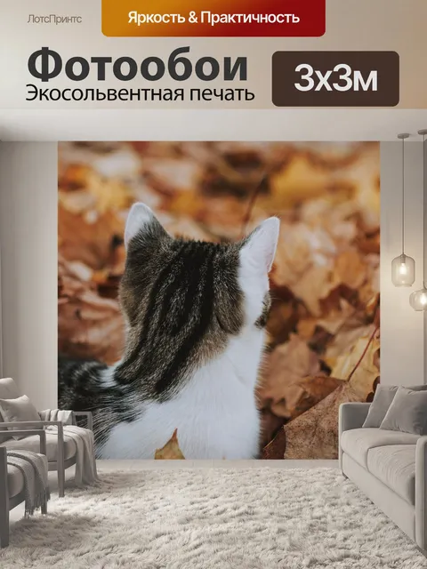 Фотообои Кот