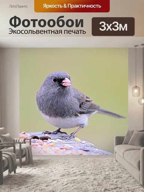 Фотообои Зимняя птица завтрак