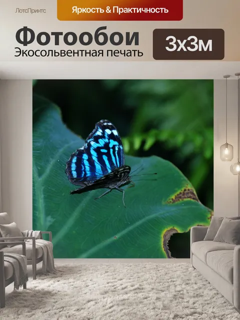 Фотообои Бабочка