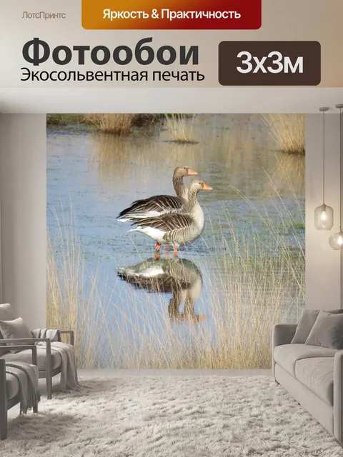 Фотообои Гуси