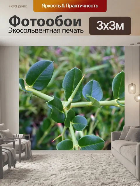 Фотообои листья и шипы растения numnum