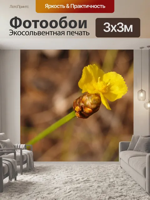 Фотообои Цветки одичалые Стоковая Фотография