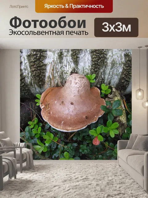 Фотообои Береза ​​трутовик