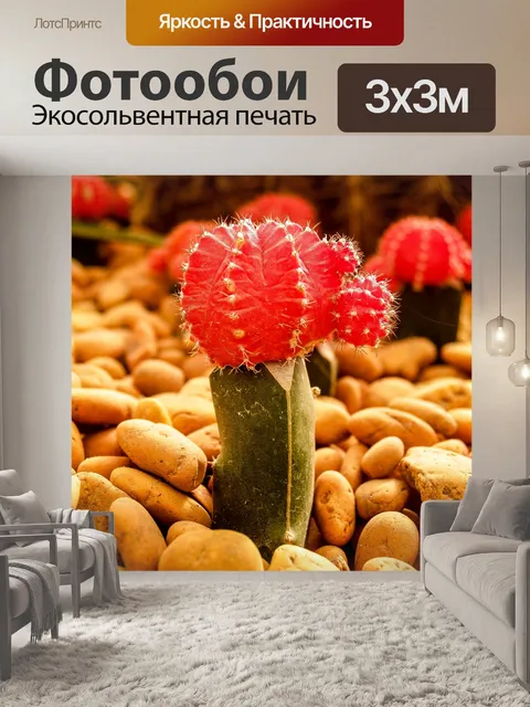 Фотообои Кактус пустынное растение