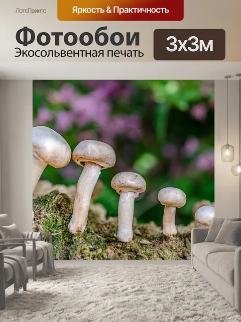 Фотообои Гриб