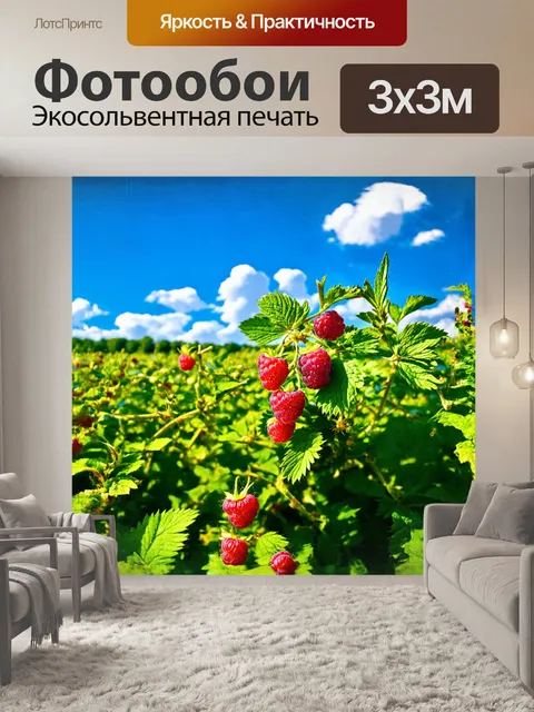 Фотообои на ярком фоне синих небес и белоснежных облаков раскинулись поля малиновых кустов, усыпанных спелыми ягодами