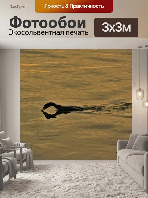 Фотообои Баклан, плавающий на воде