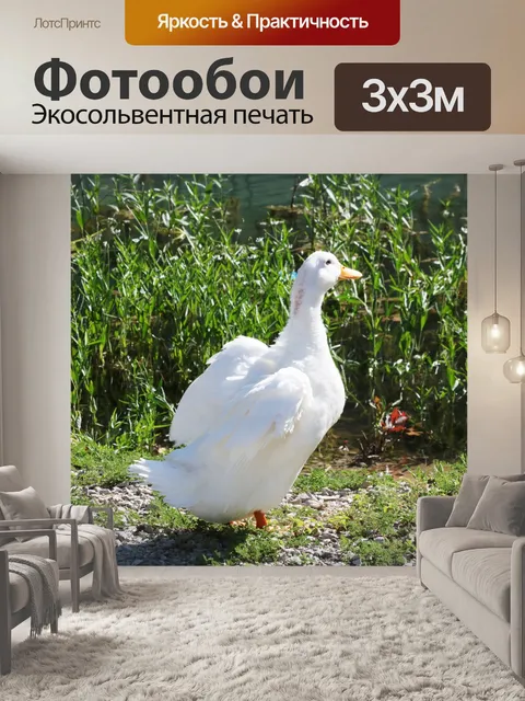Фотообои Белая утка на берегу травянистого озера