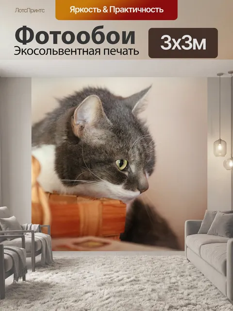 Фотообои Кот