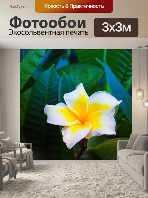 Фотообои Франжипани