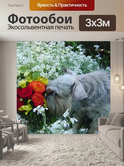 Фотообои Шнауцер нюхает цветы