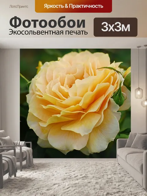 Фотообои Роза