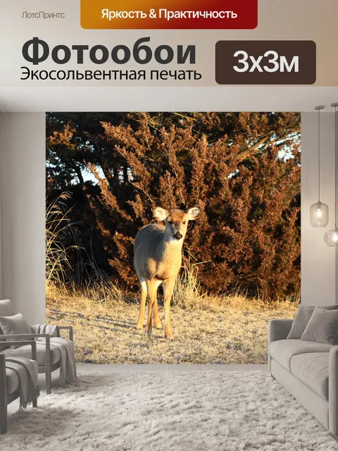 Фотообои Олень