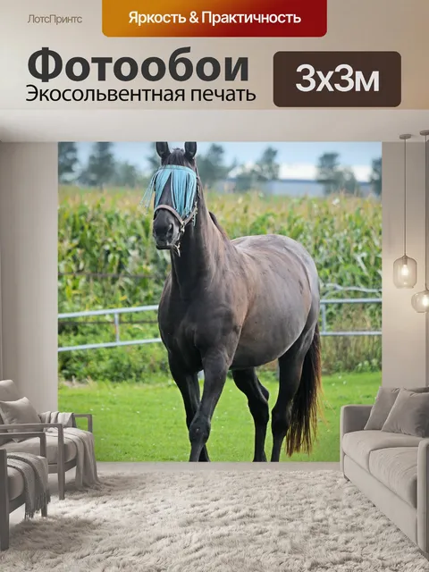 Фотообои Лошади