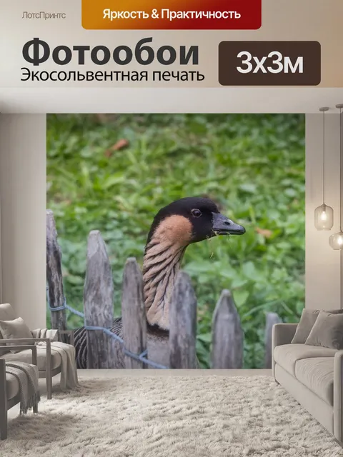 Фотообои Гусь