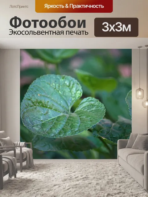 Фотообои зеленый лист растения фиалки
