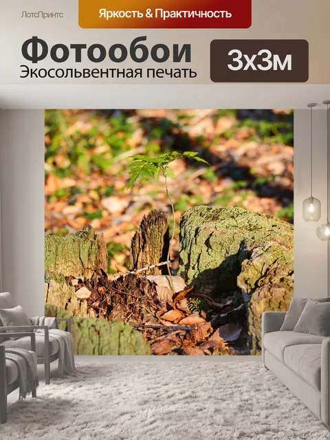 Фотообои Пень