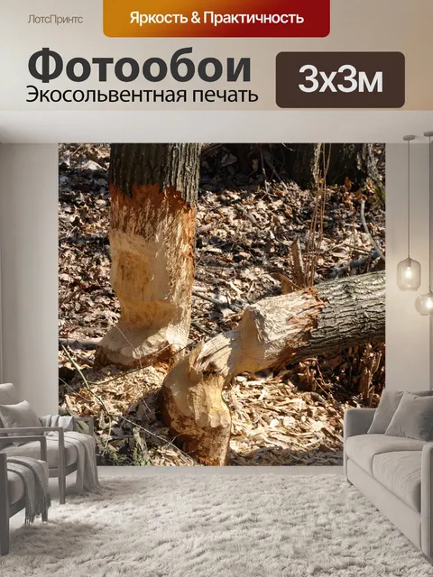 Фотообои Бивер работы