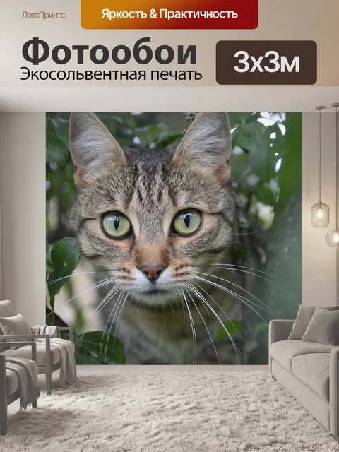 Фотообои Кошка