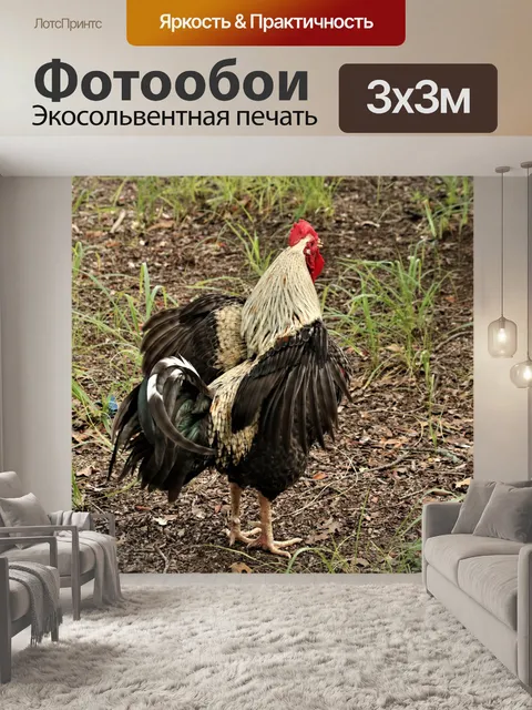 Фотообои Петух размахивает крыльями