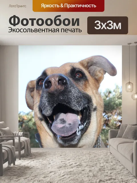 Фотообои Собака