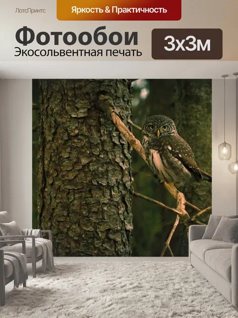Фотообои Сова