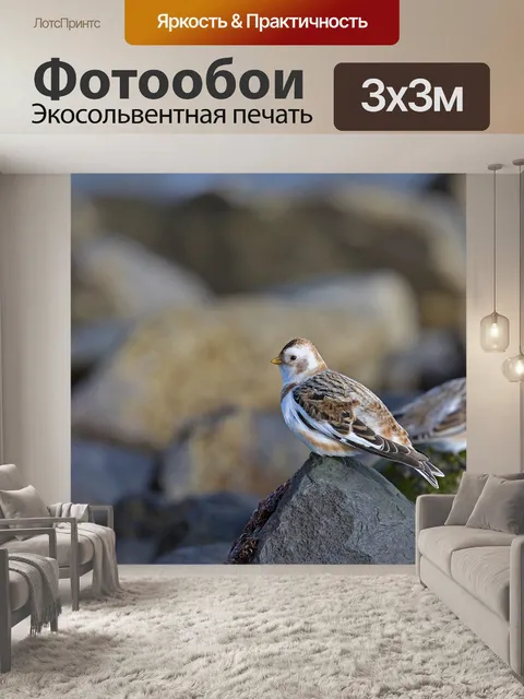 Фотообои Певчие птицы