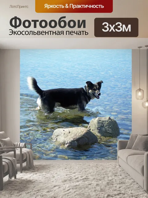 Фотообои Собака в воде
