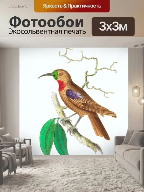 Фотообои Колибри птица старинное искусство