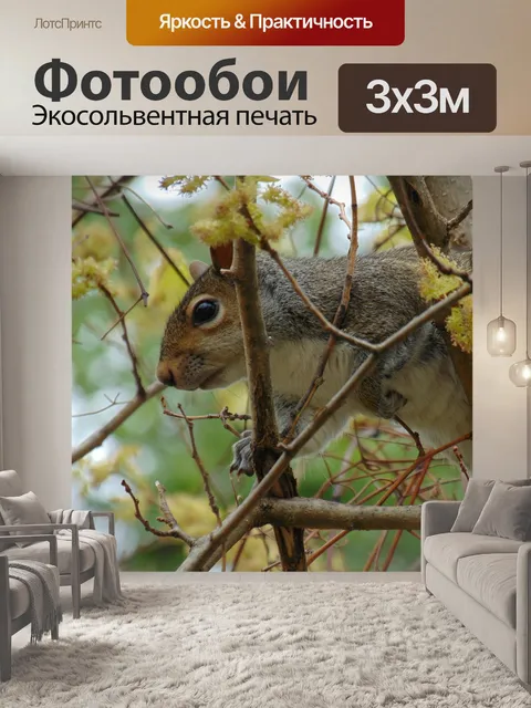 Фотообои Белка