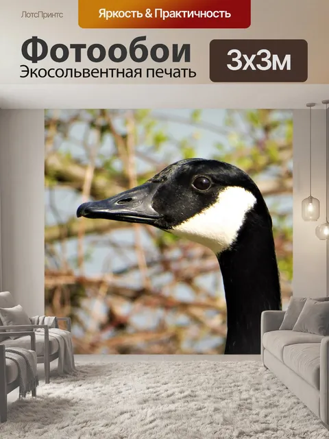 Фотообои Гусь