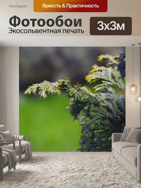 Фотообои Хвойное дерево