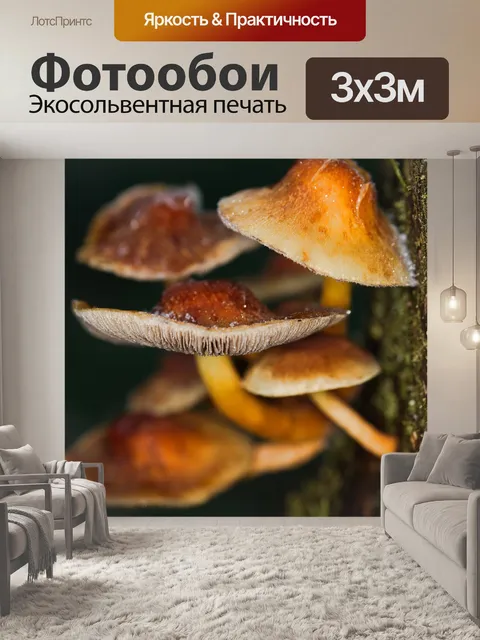 Фотообои Гриб